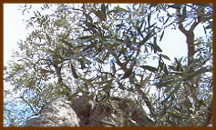 Apri il filmato sulla raccolta delle olive