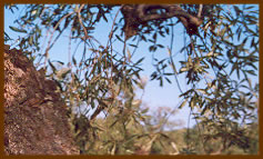 Apri il filmato sulla raccolta delle olive
