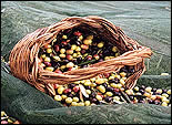 Cesto di olive